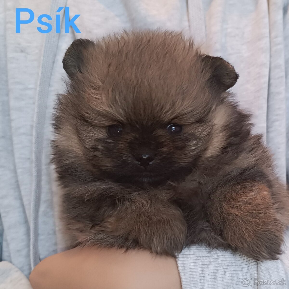 Pomeranian