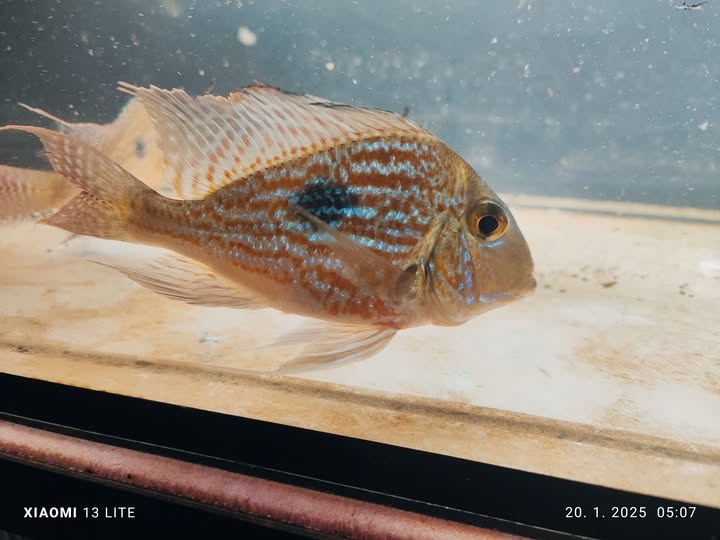 Geophagus sveni 5ks/14-20cm