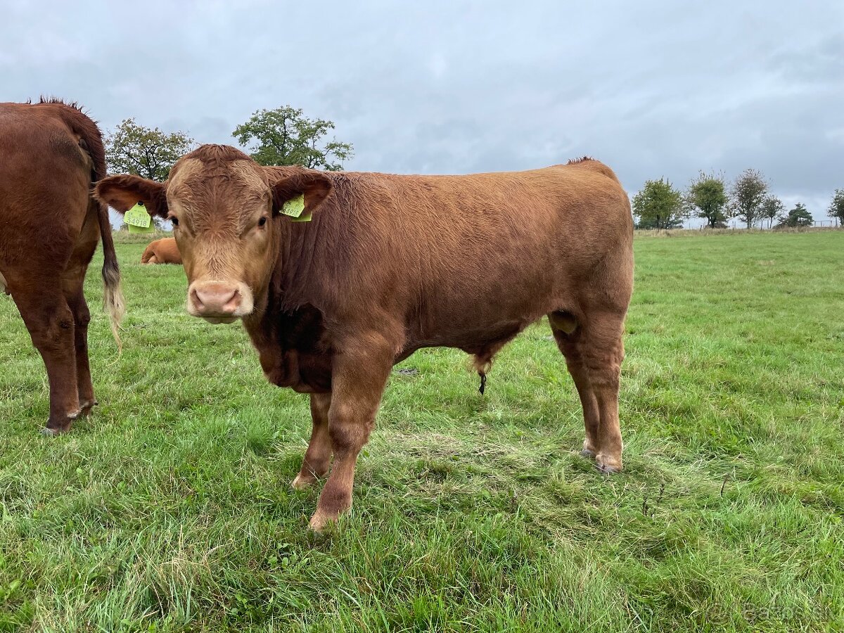 Predám mladé býky Aberdeen Angus a krížence