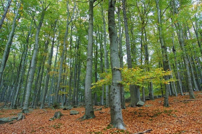 Predám podiel lesov -obec Hanková okres Rožňava