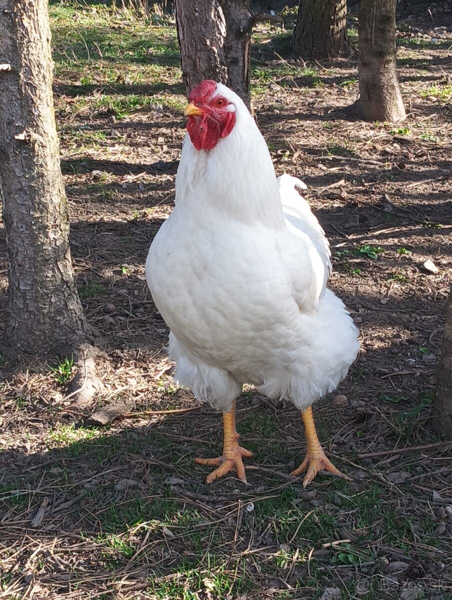 Predám mladého kohúta Oravky bielej