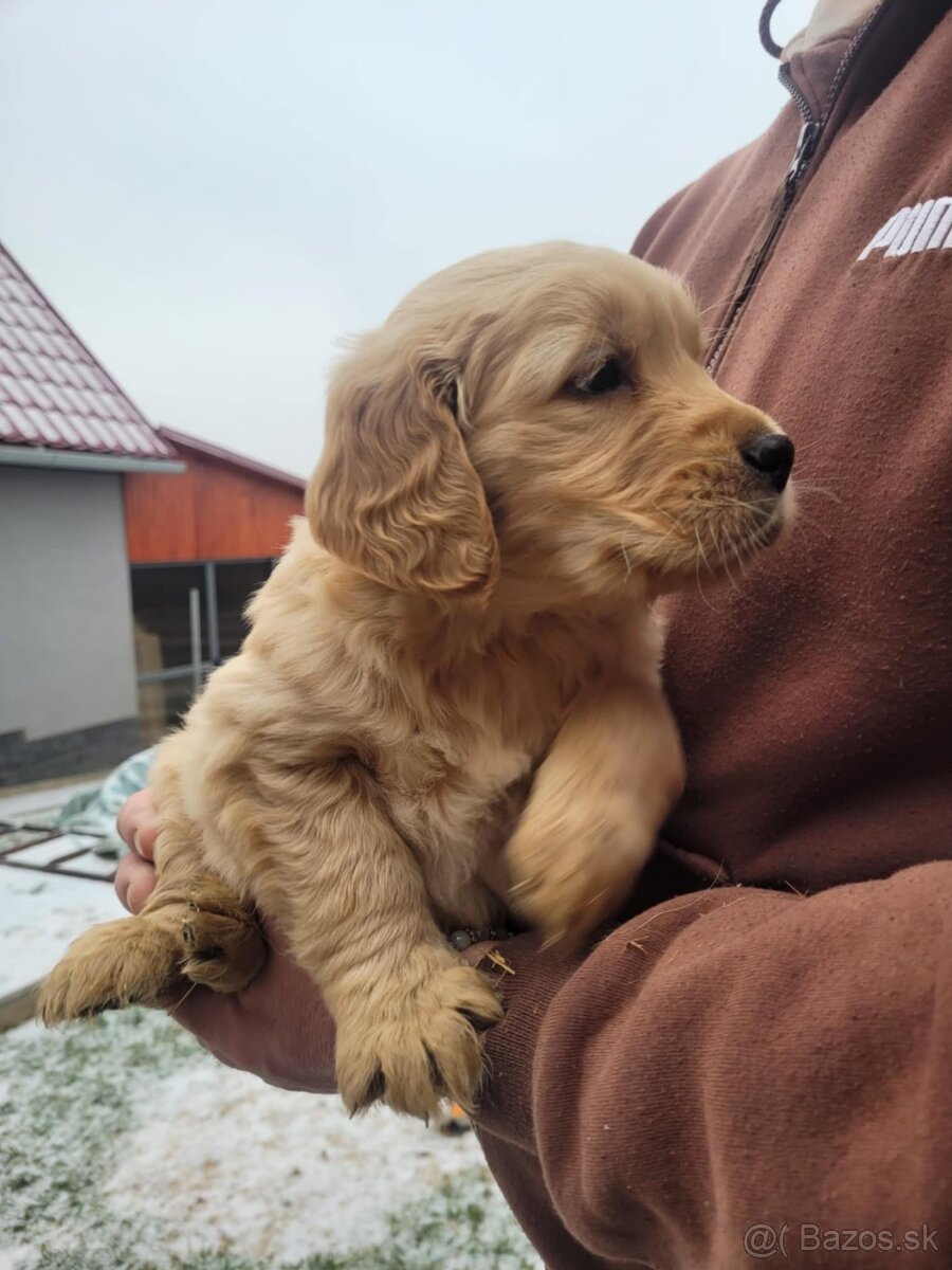 Golden retriever-zlatý retriever