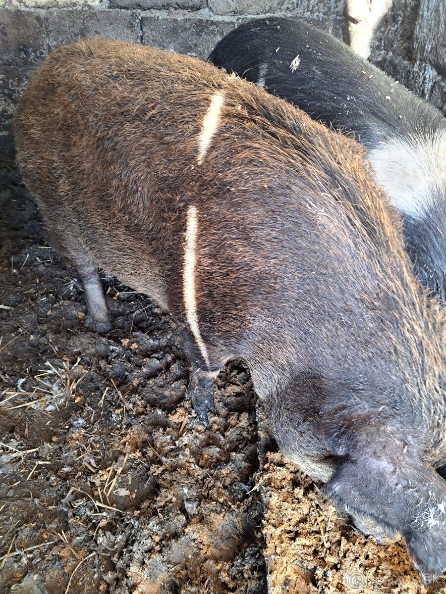 Pripustena prasnica duroc-mangalica