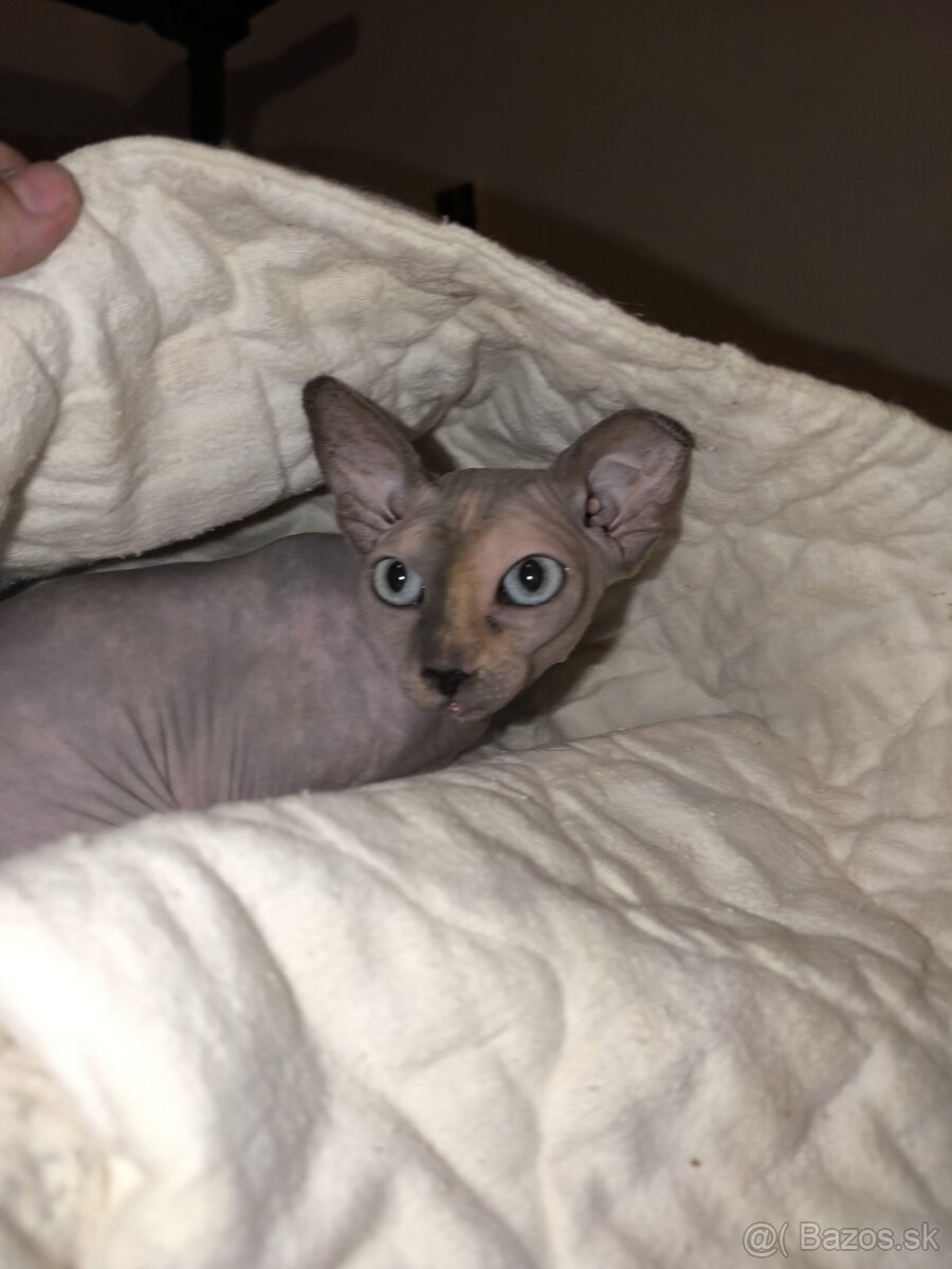 Sphynx