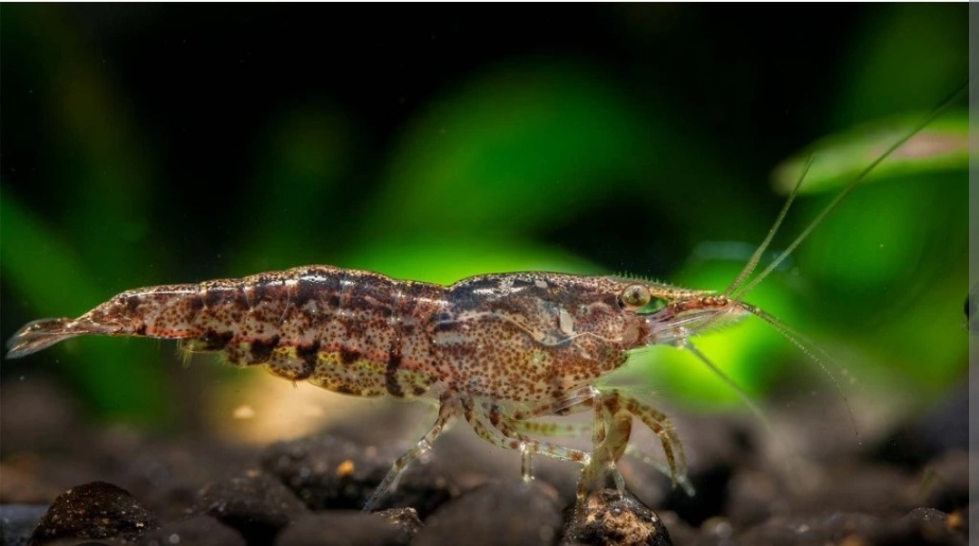 Neocaridina Davidi krevetka