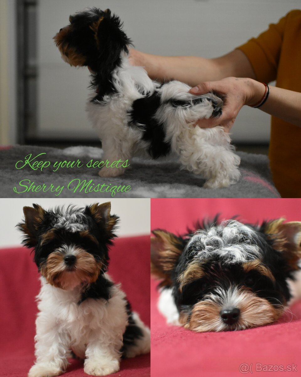 Biewer Terrier s PP (FCI)