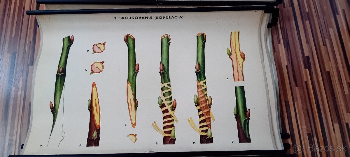 Učebné pomôcky, druhy štepenia..Retro