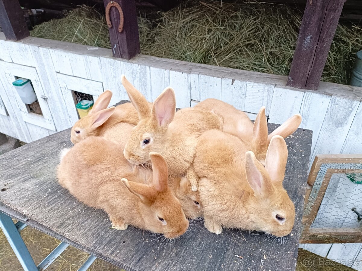 Predám burgundske králiky