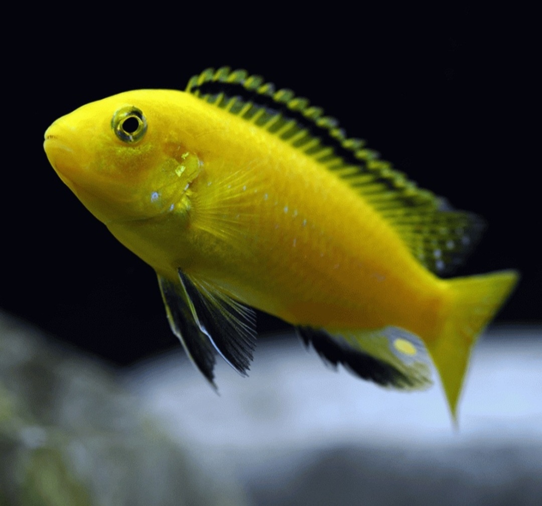 Labidochromis Caeruleus Yellow