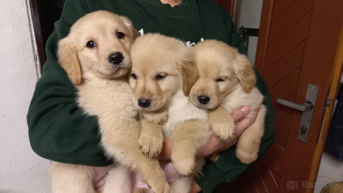 Šteniatka labrador a kríženec zlatý retriever