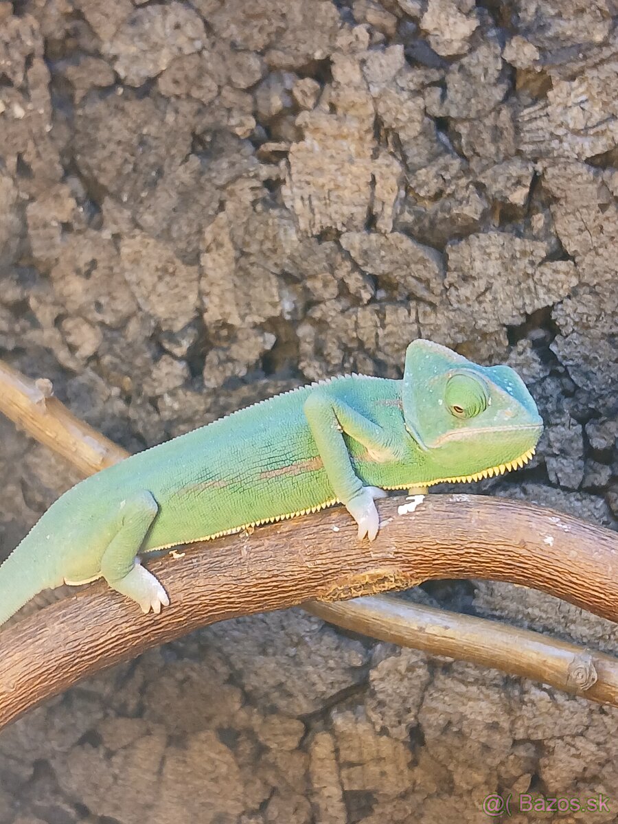 Chameleon jemensky, príp.aj TERÁRIUM