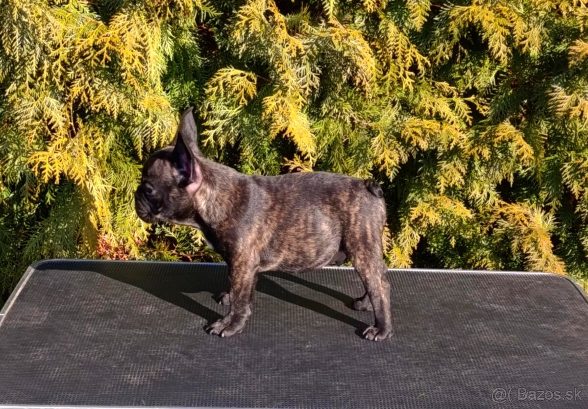 French bulldog/ francúzsky buldoček s PP