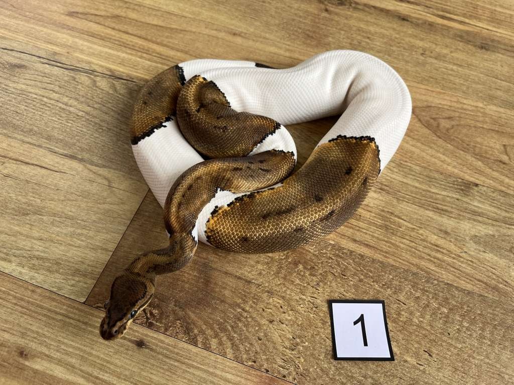 Python regius pinstripe piebald