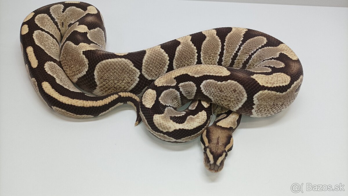 Python regius