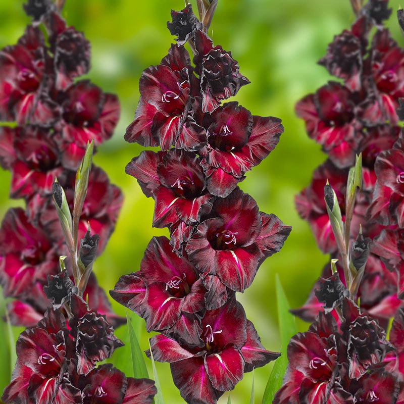 Gladiola Black sea - tmavokvetá odroda