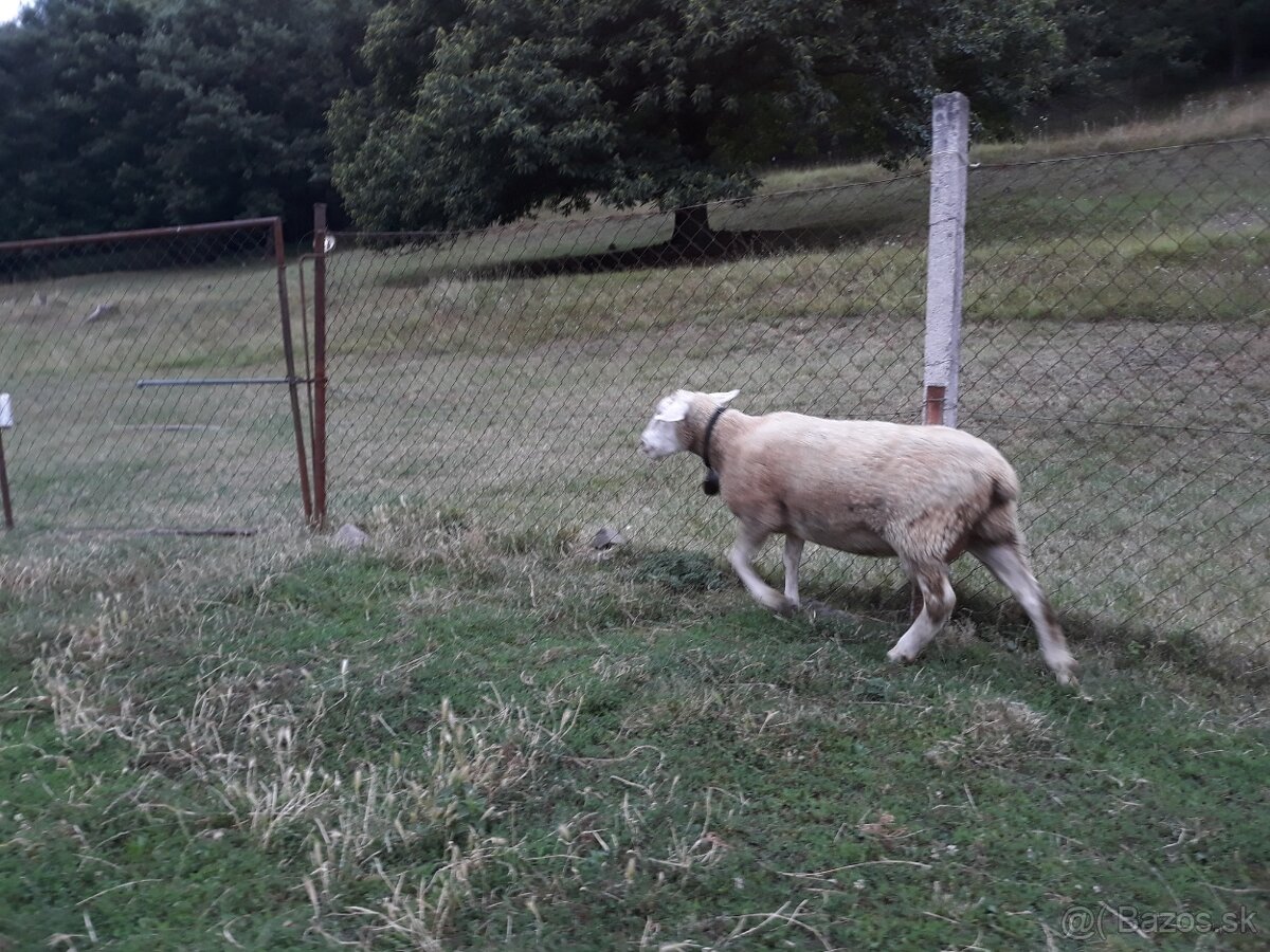 Berichon du cher  x  texel