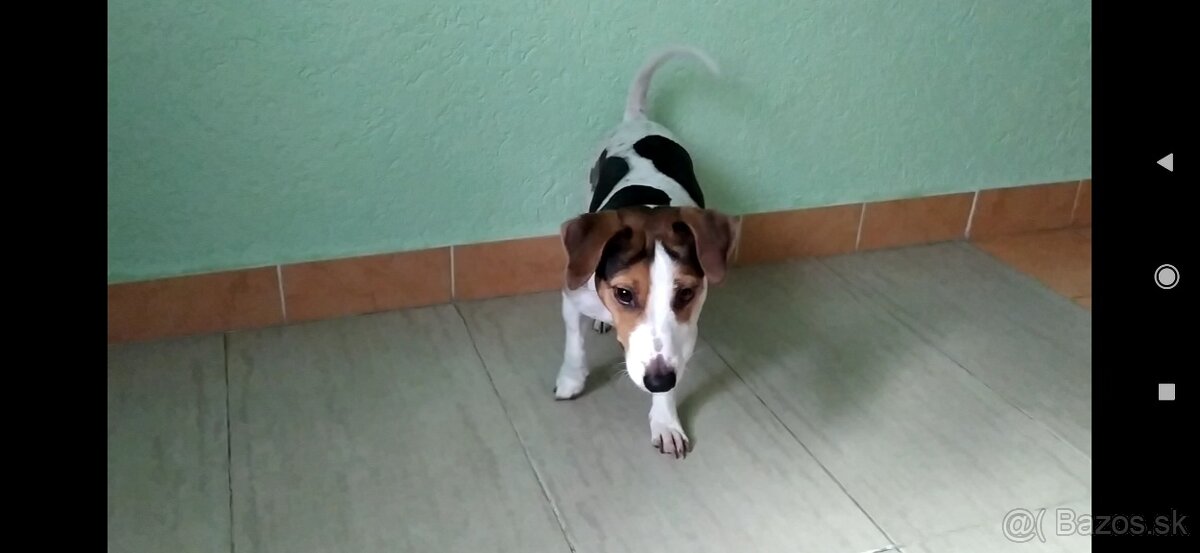 Jack Russell teriér