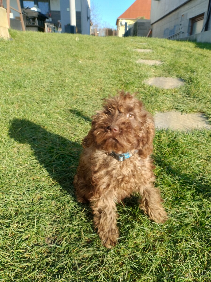 Cockapoo