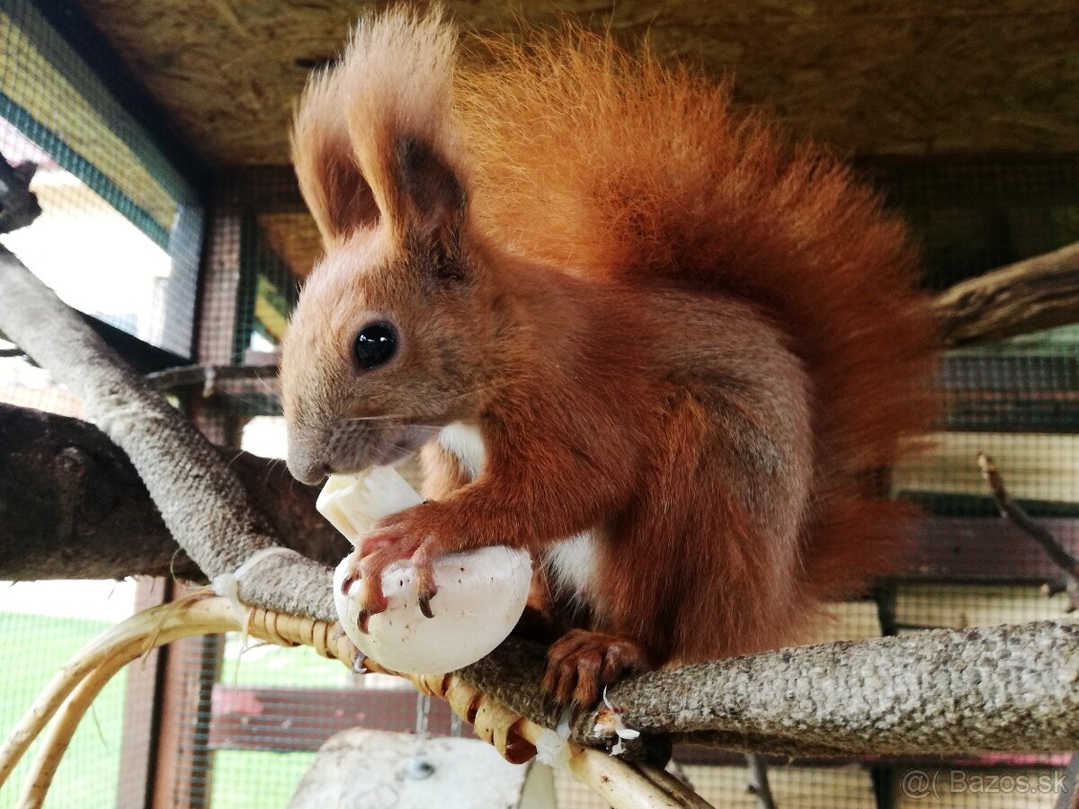 Veverička obyčajná - Sciurus vulgaris