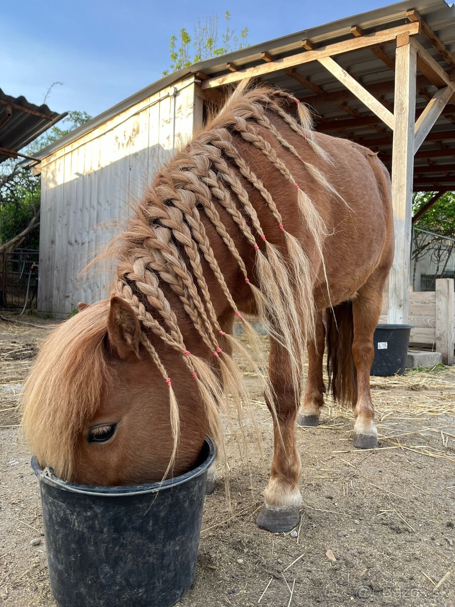 Shetland pony