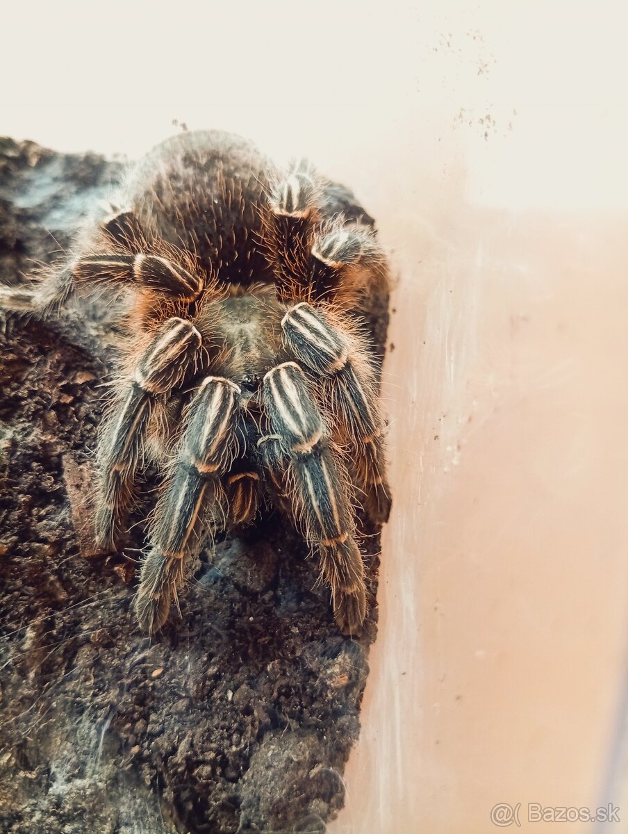 Aphonopelma seemani, tarantula, pavúk