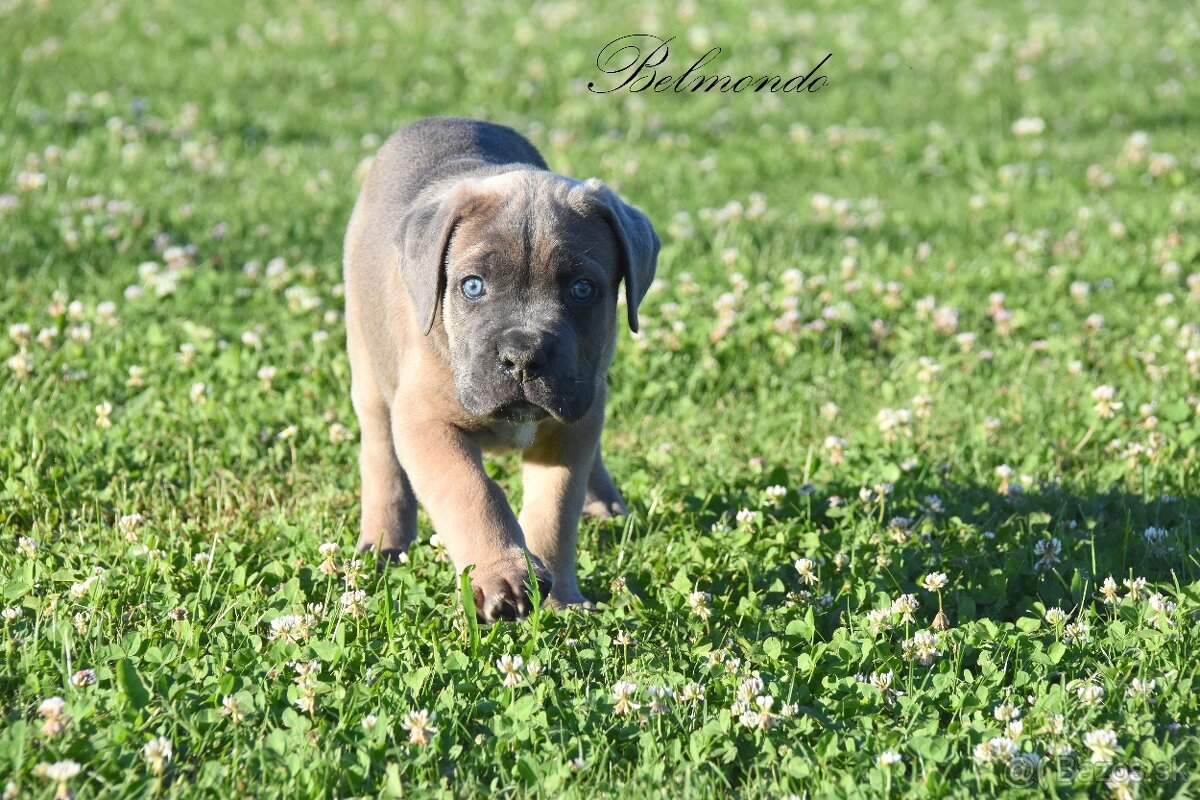 Cane Corso štěňata s FCI PP