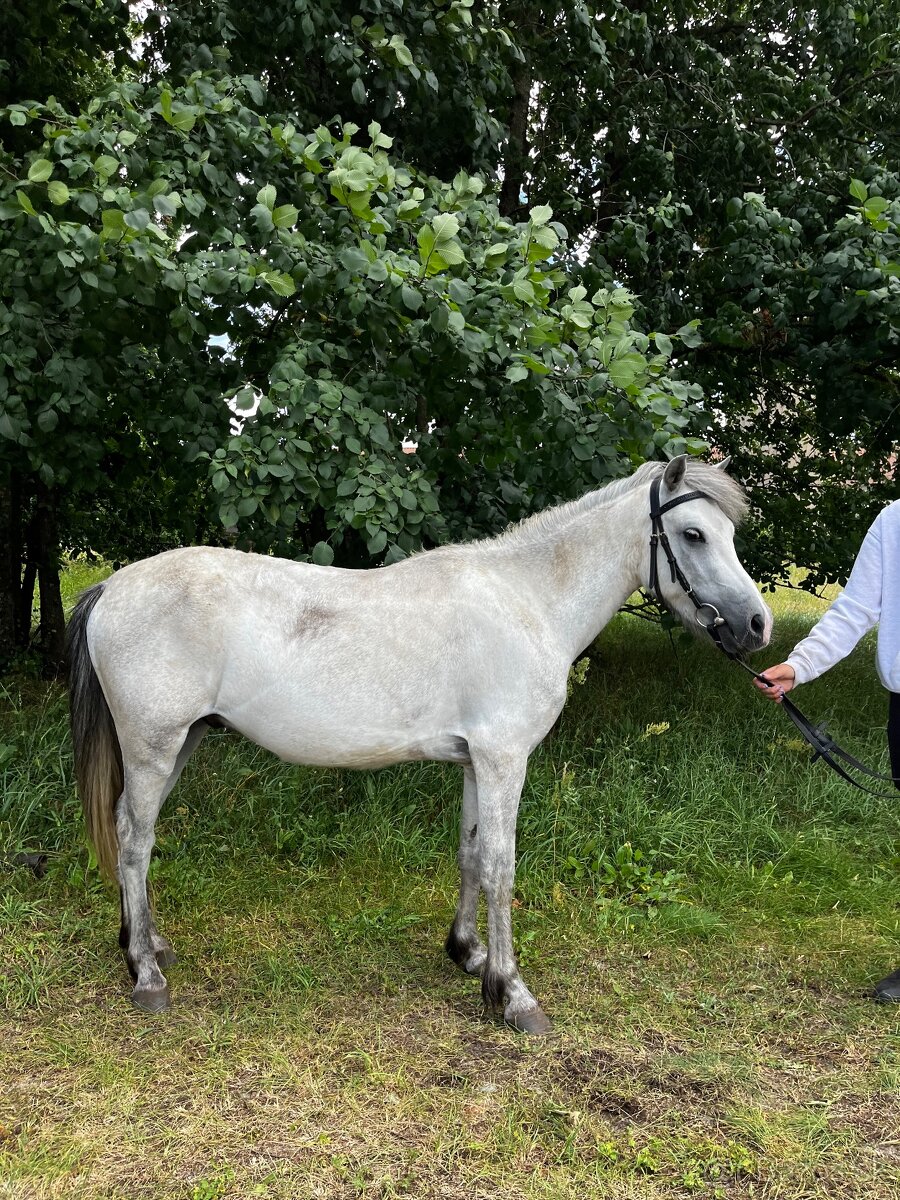 Predám pony valacha