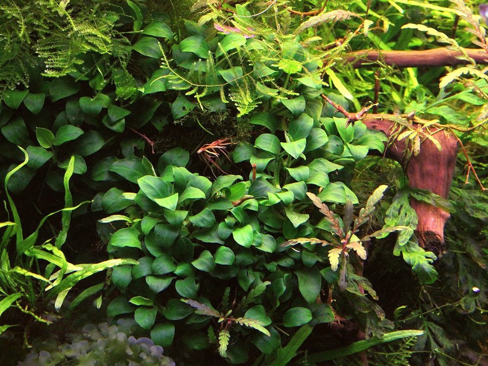 Akvarijni rostlina Anubias Barteri nana