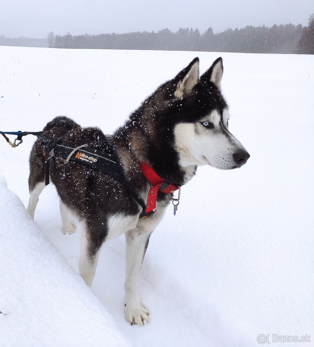 Sibírsky husky