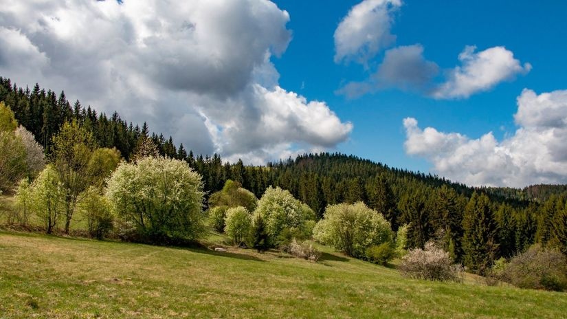 Predam lesné pozemky.