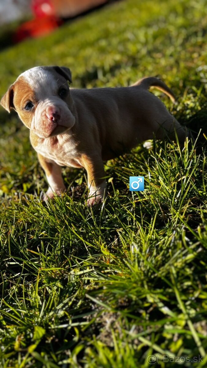 American bully