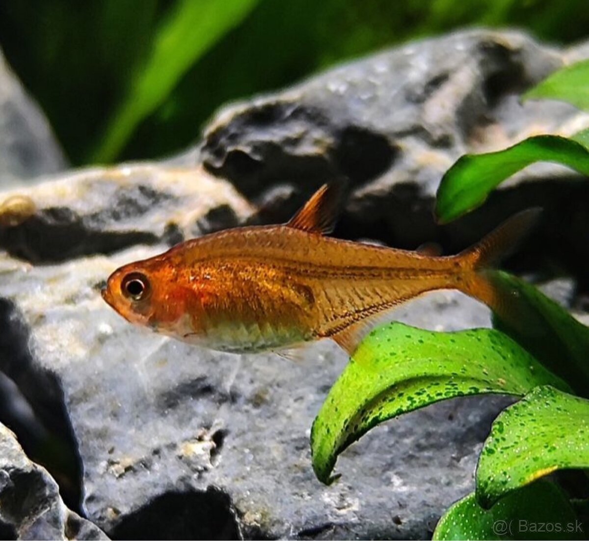 Tetra ohnivá Hyphessobrycon amandae