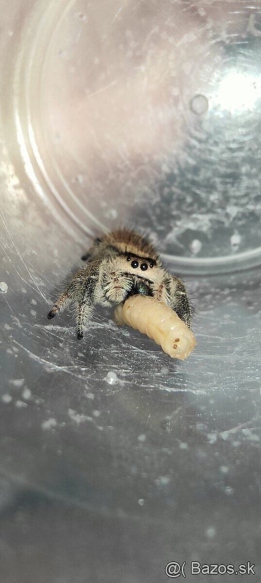 Phidippus regius Everglades