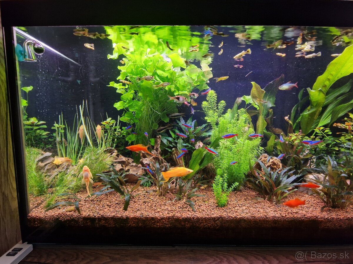 Predam Akvarium a prislušenstvo