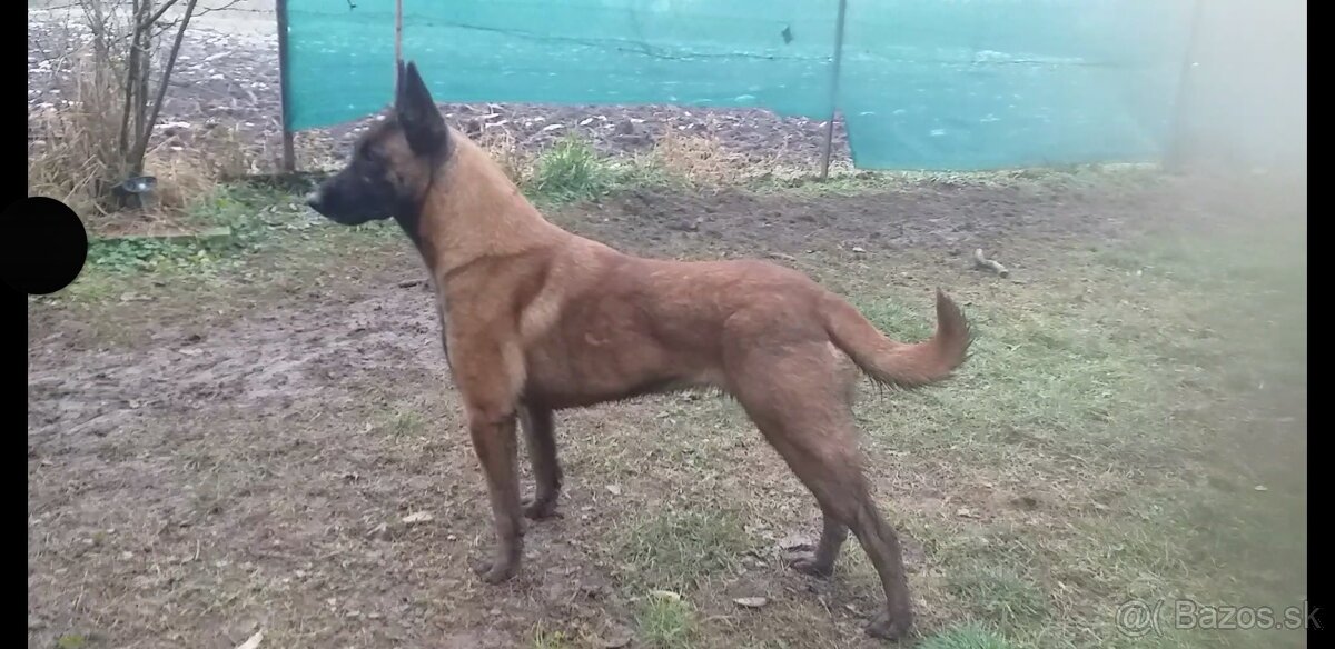 Belgický ovčiak Malinois