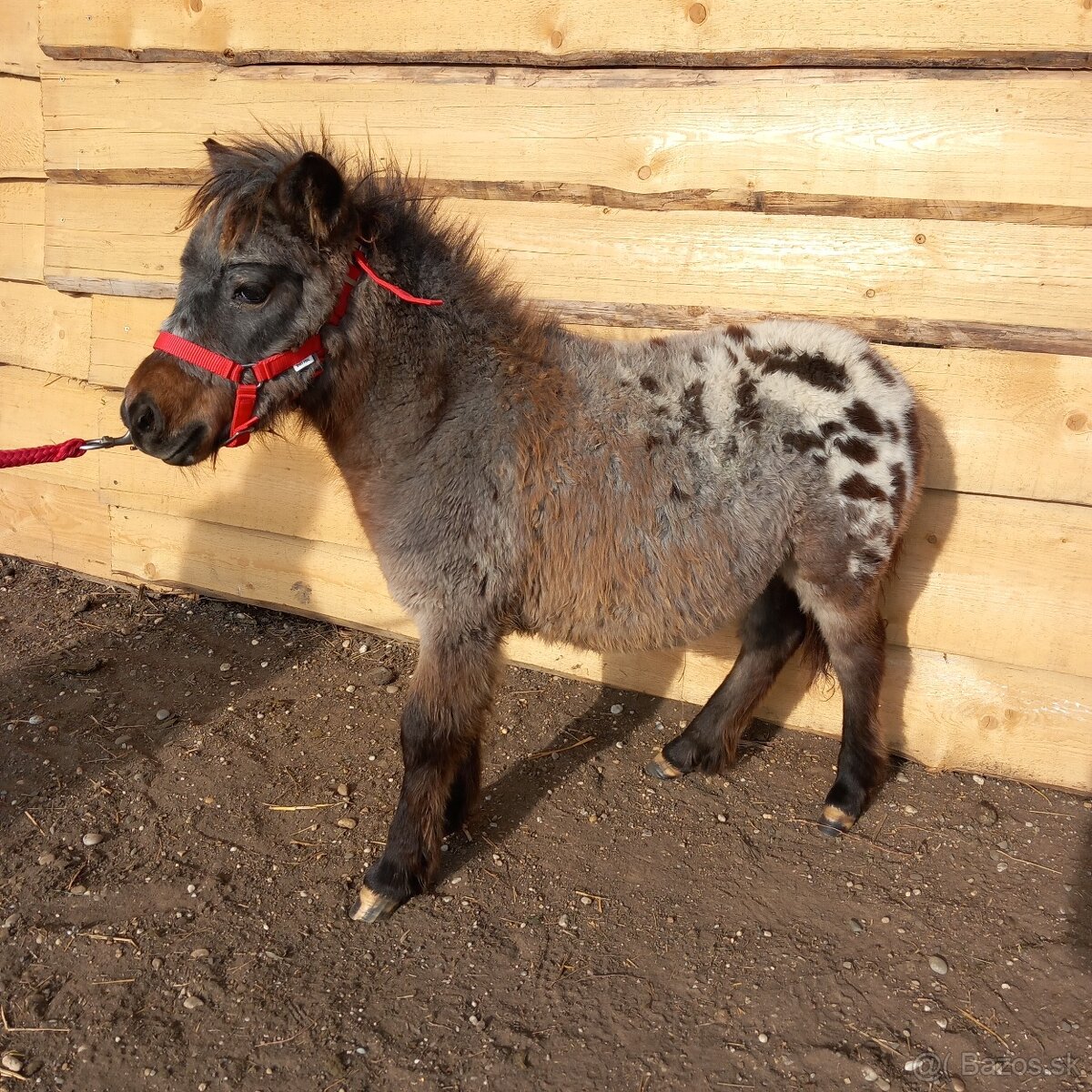 Mini shetland pony JOHAN