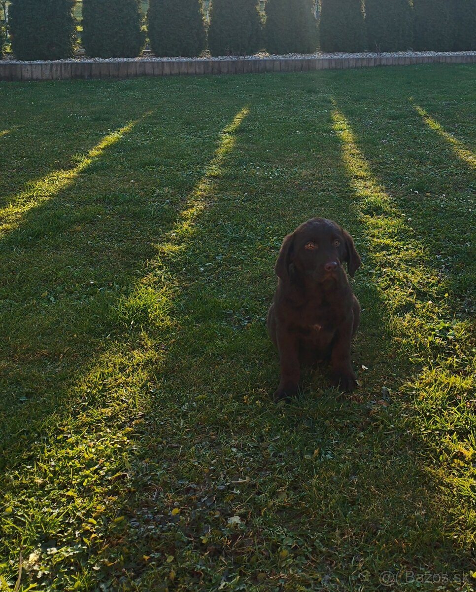 Labrador