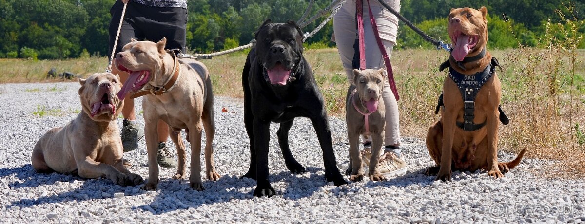 Bandog na krytie