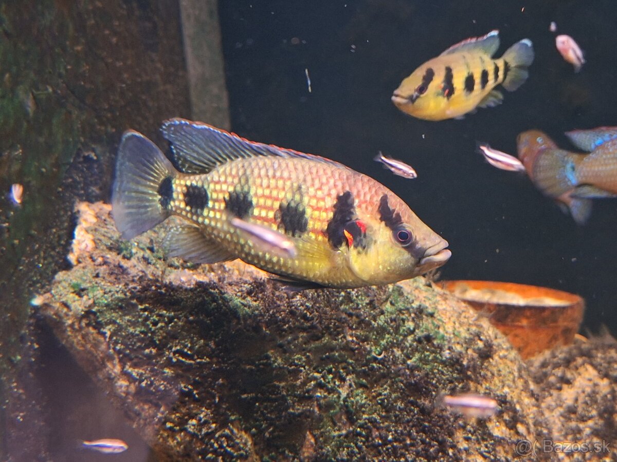 Cichlidy Hemichromis elongatus Minna Niger F1