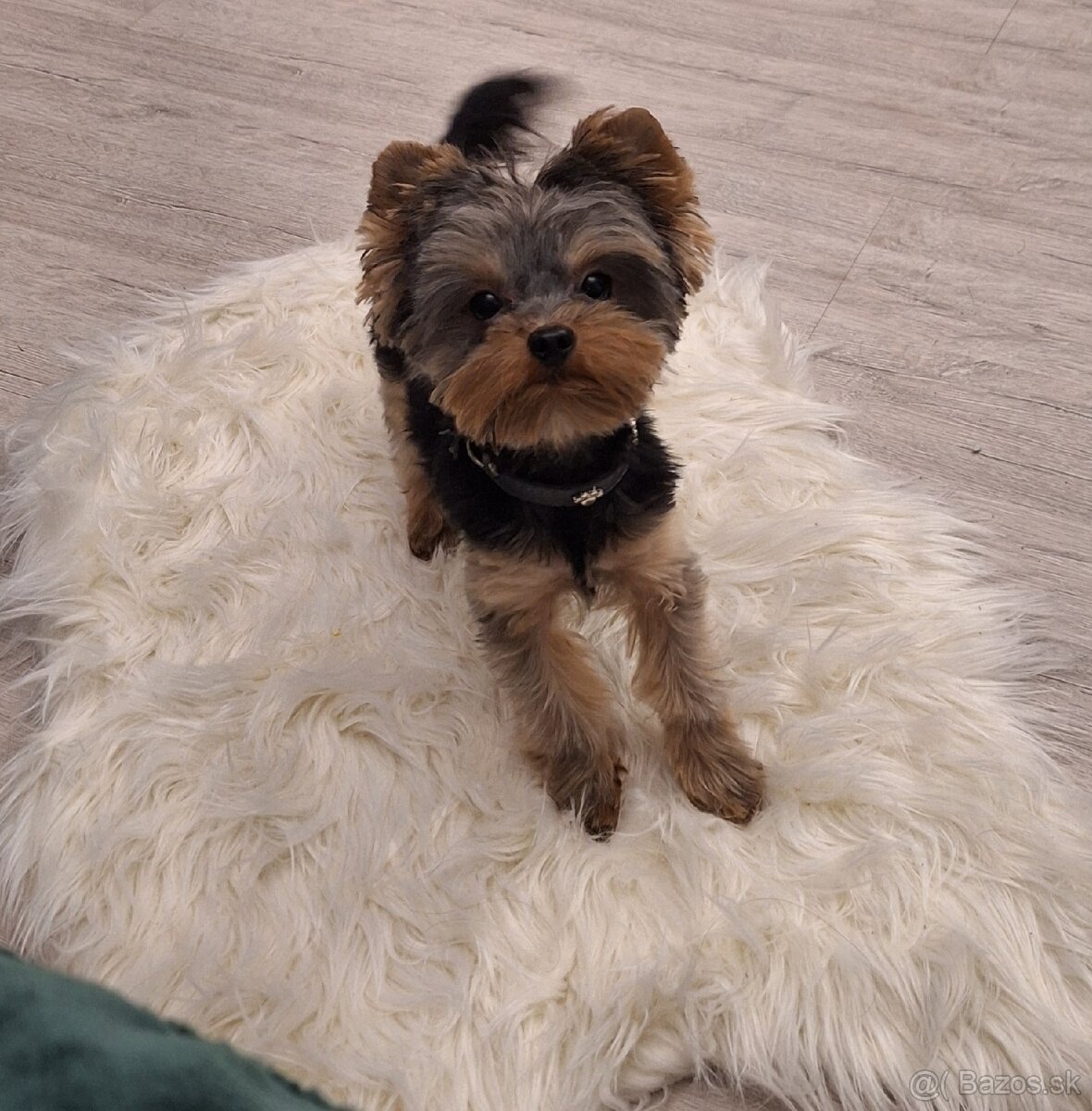 Yorkshire terrier krytie nie predaj