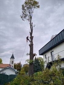 Pílenie, výrub a orezávaníe stromov