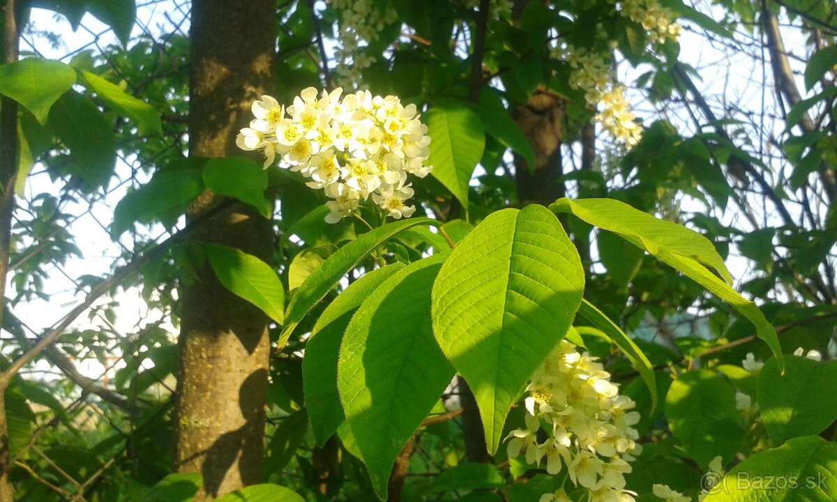 Prunus padus-májový strom