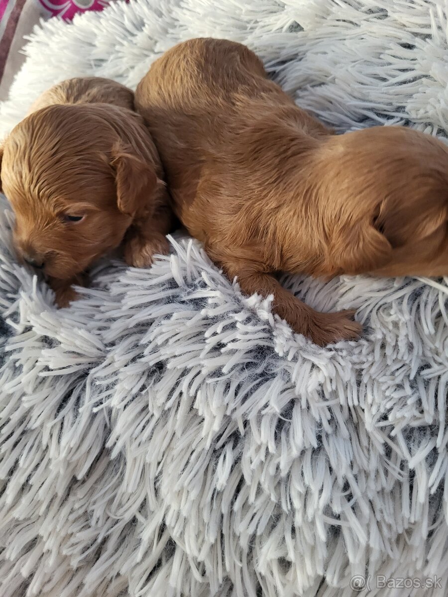 Maltipoo mini