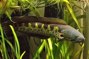 Channa aurantimaculata wf 16-20cm/2 pary