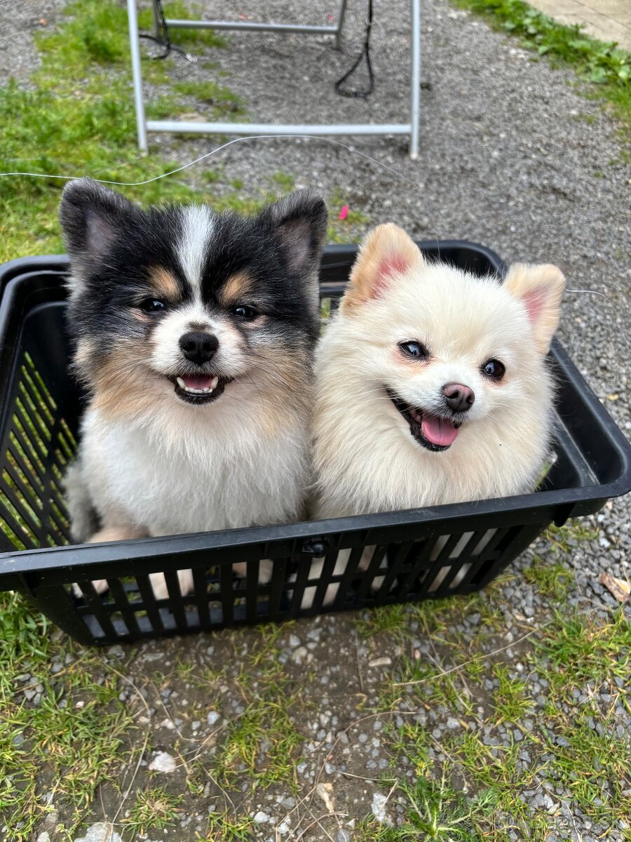 Pomeranian