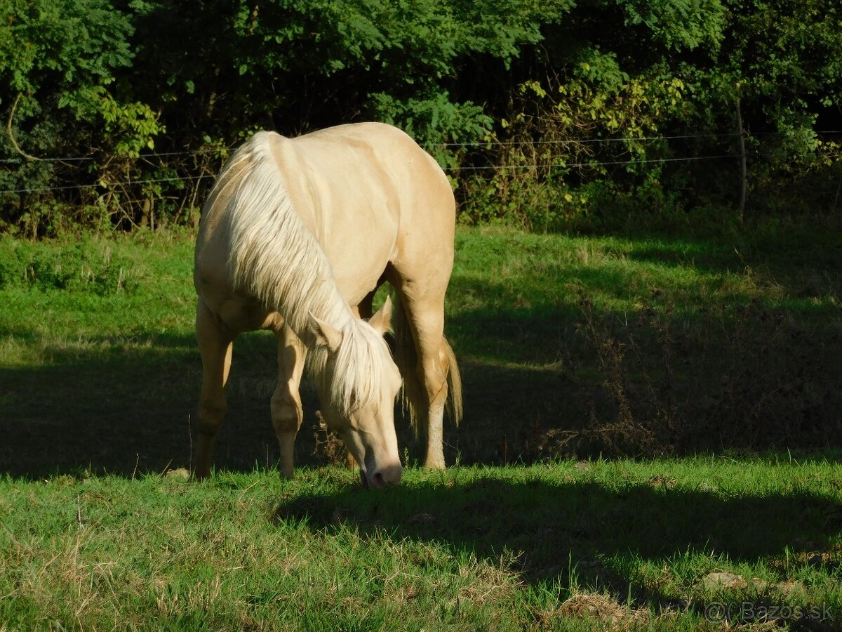 Paint horse champagne valasek