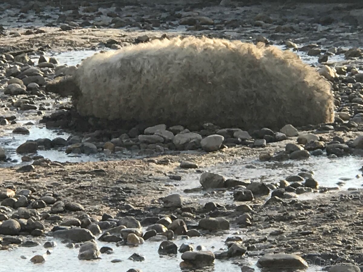 Mangalica Duroc