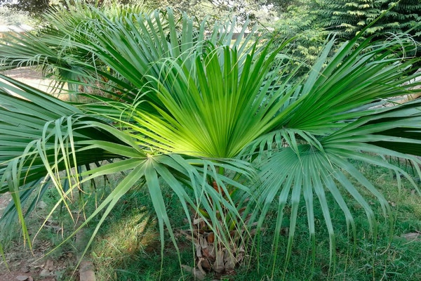 Palma čínska - Livistona chinensis - semená palmy - 10ks