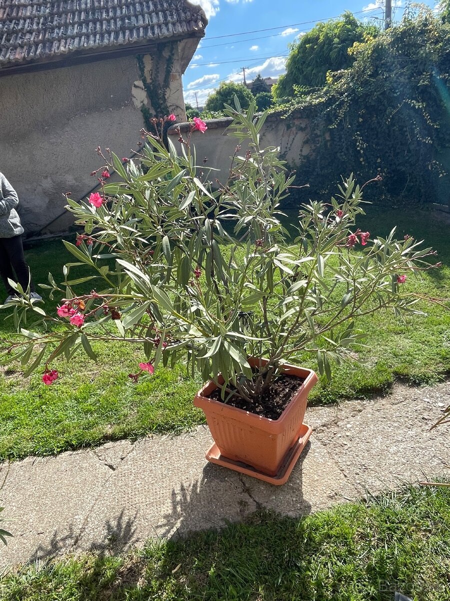 Oleander na predaj