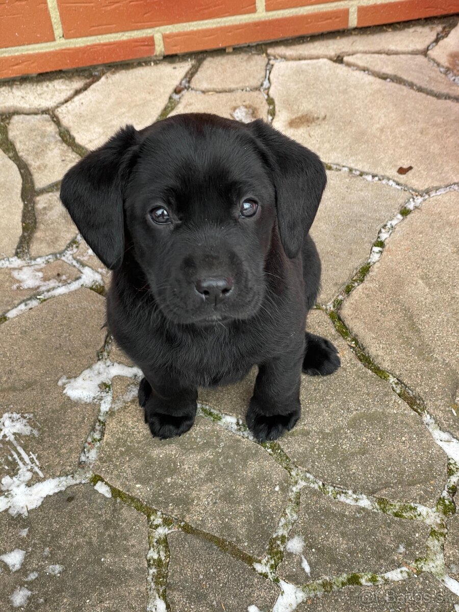 Labrador šteniatka